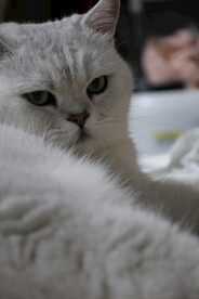 小猫
