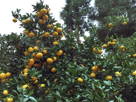 柑橘