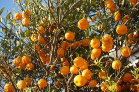 柑橘