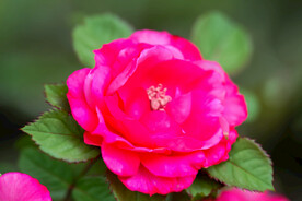 月季花