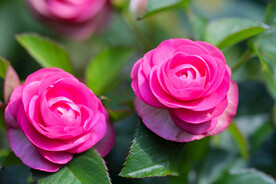月季花