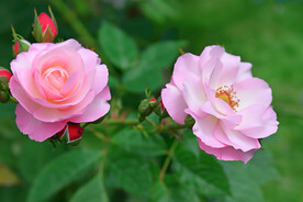 月季花