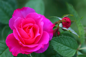 月季花
