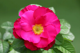 月季花