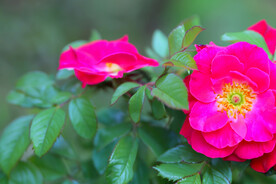 月季花