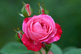 月季花