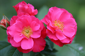 月季花