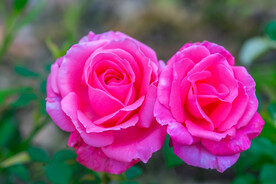 月季花