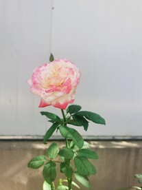 月季