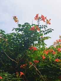 凌霄
