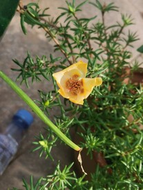 太阳花