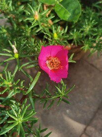 太阳花