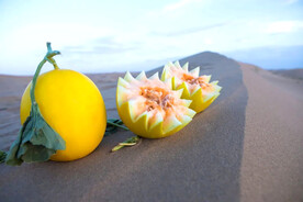蜜瓜