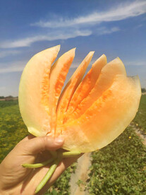 蜜瓜
