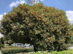 桂花树