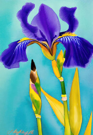 鸢尾花水彩画