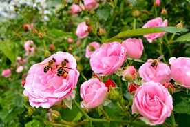 月季花