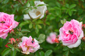 月季花