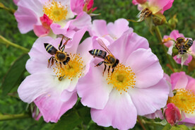 蜜蜂
