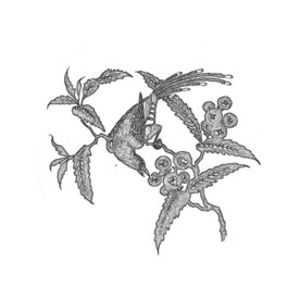 鸟趣