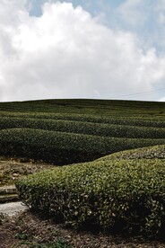 茶园