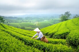 茶园