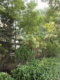 园林景观