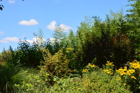 公园风景 