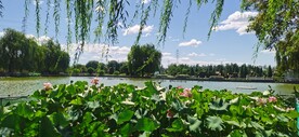 公园风景