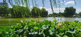 公园风景