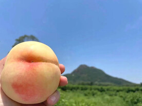 水蜜桃