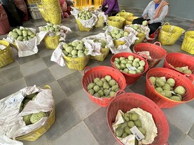 释迦果