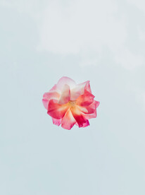 玫瑰