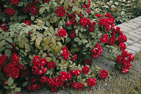 玫瑰 