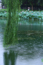 公园风景