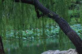 公园风景 