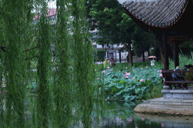 公园风景 