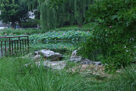 公园风景