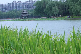 公园风景 