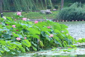 公园风景
