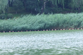 公园风景