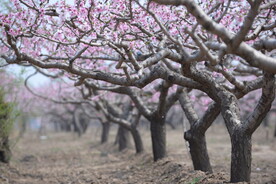 桃花林