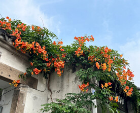 凌霄花