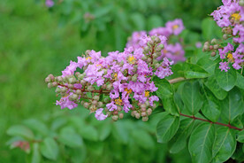 紫薇花