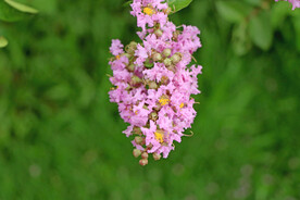 紫薇花