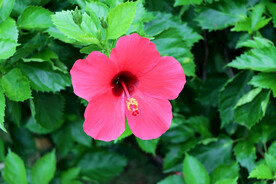 扶桑花