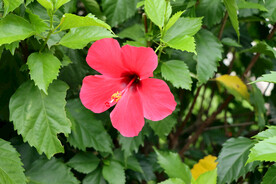 扶桑花