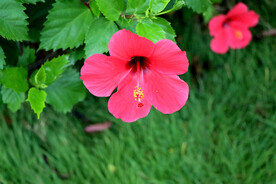 扶桑花