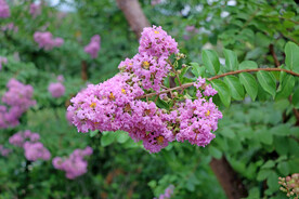 紫薇花