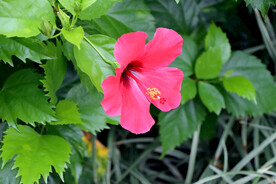 扶桑花